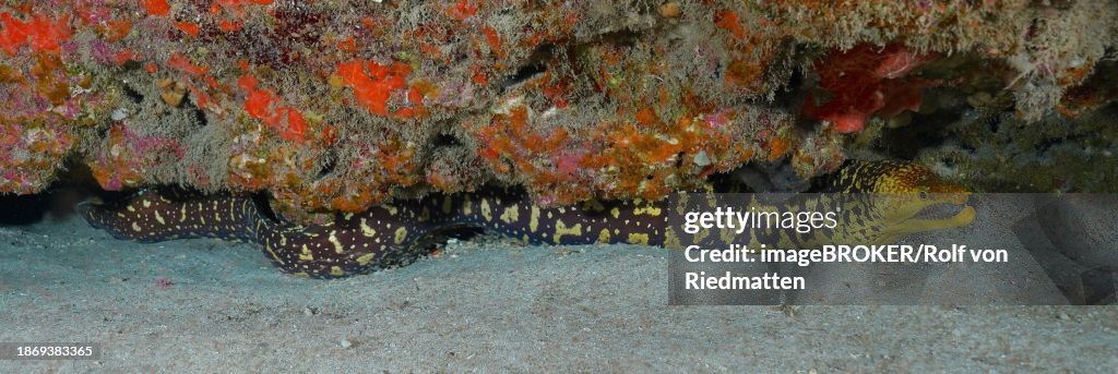 Fangtooth moray (Enchelycore anatina), Pasito Blanco reef dive site, Arguineguin, Gran Canaria, Spain, Atlantic Ocean, Europe