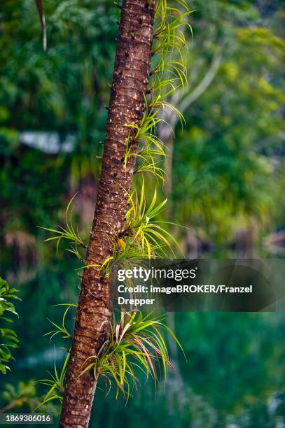 Echam Tree 23 Lake Eacham Queensland Stock Photos, High-Res Pictures, and Images ...