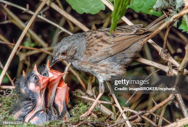 dunnock (prunella modularis) feeds its chicks at the nest in the bushes of a forest. bas-rhin, alsace, grand est, france, europe - prunellidae stock pictures, royalty-free photos & images