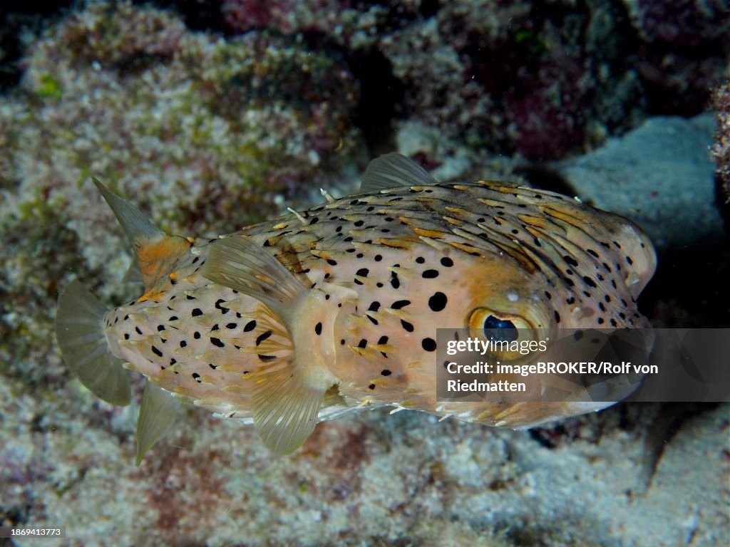 Long-spine porcupinefish (Diodon holocanthus), dive site John Pennekamp Coral Reef State Park, Key Largo, Florida Keys, Florida, USA, North America