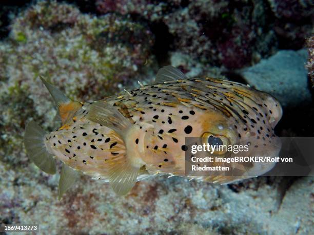 Longspine Porcupinefish Dive Site John Pennekamp Coral Reef State Park Key Largo Florida Keys Florida Usa North America High-Res Stock Photo