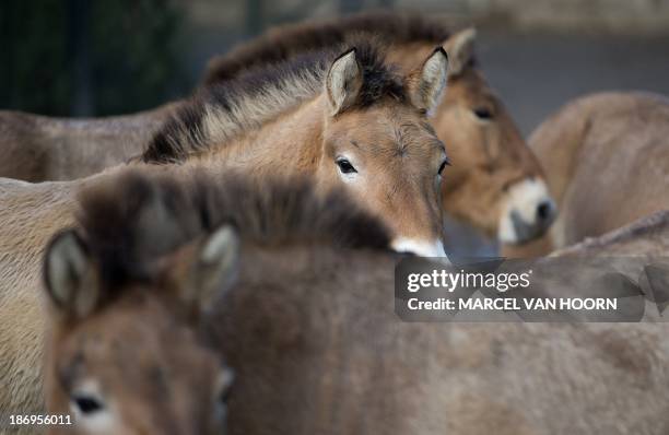 Przewalski horses stand in the GaiaZOO in Kerkrade, Netherlands, on November 5, 2013. Two mares are being put on a transport to the wildlife park in...