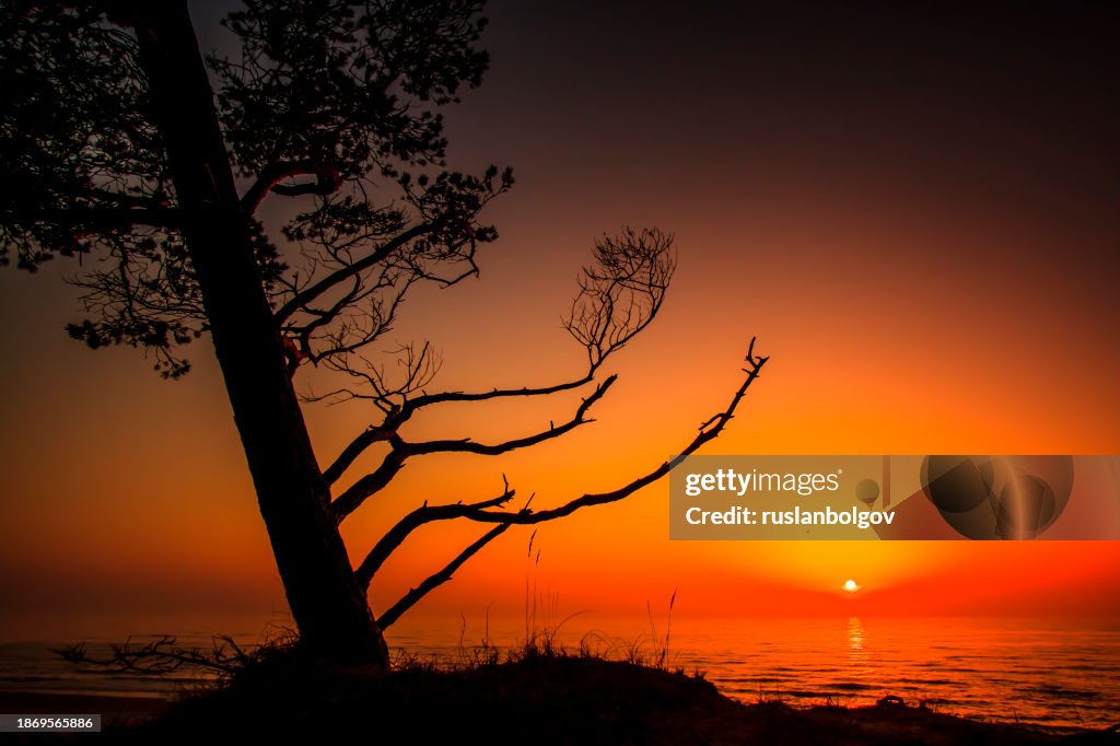Silhouette of a tree on coast at sunset, Baltic Sea, Lithuania