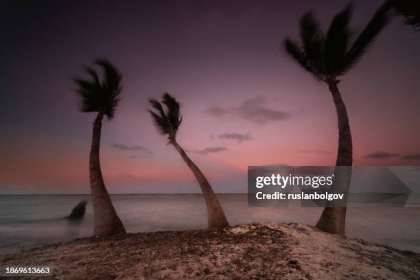 three palm trees in a row on a tropical beach at sunset, dominican republic - around magic day three stock pictures, royalty-free photos & images