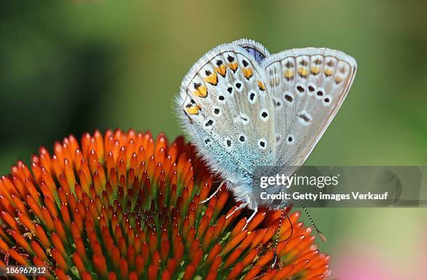 echinacea and common blue butterfly - rankweil stock pictures, royalty-free photos & images