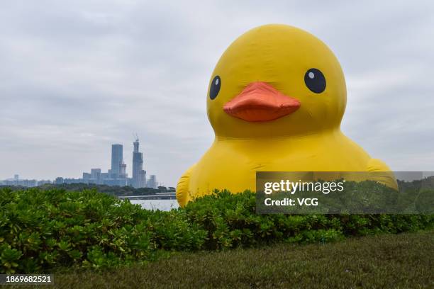 Meter-tall inflatable duck by Dutch artist Florentijn Hofman is exhibited at Shenzhen Bay on December 20, 2023 in Shenzhen, Guangdong Province of...
