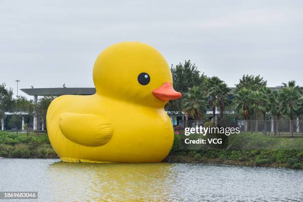 Meter-tall inflatable duck by Dutch artist Florentijn Hofman is exhibited at Shenzhen Bay on December 20, 2023 in Shenzhen, Guangdong Province of...