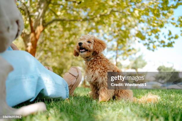 woman sitting with poodle dog on grass at park - parte inferior imagens e fotografias de stock