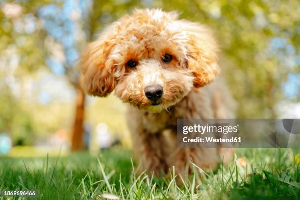 brown poodle dog on grass in park - poodle stock pictures, royalty-free photos & images