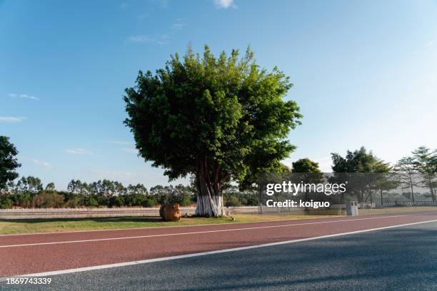 city ​​park footpath - xiamen stock pictures, royalty-free photos & images