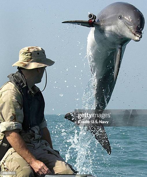 In this handout photo from the U.S. Navy, Sergeant Andrew Garrett watches K-Dog, a bottlenose dolphin attached to Commander Task Unit 55.4.3, leap...