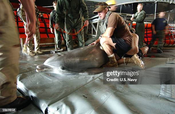 This hand out photo from the U.S. Navy shows Hefi, a bottlenose dolphin belonging to Command Task Unit 55.4.3, receive a routine medical evaluation...