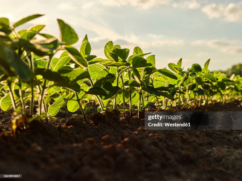 Serbia, Vojvodina Province, Close-up of soybean growing in field