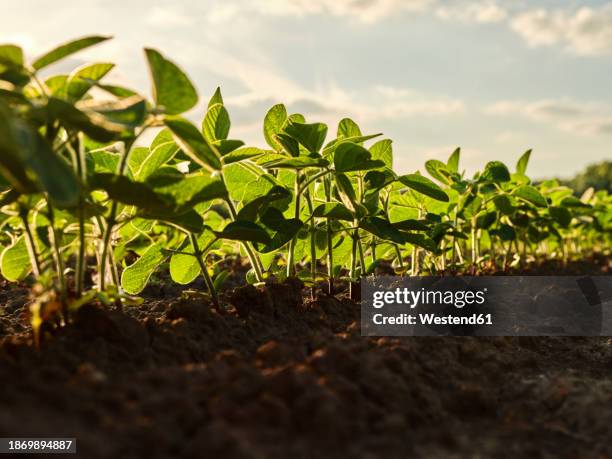 serbia, vojvodina province, close-up of soybean growing in field - sol phénomène naturel photos et images de collection