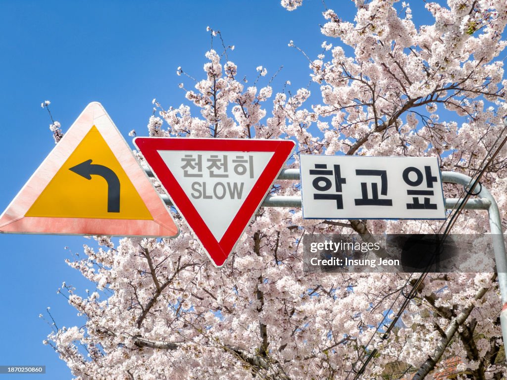 Cherry Ridge Rd Sign Road Signs Under The Blooming Cherry Blossom Trees High-Res Stock Photo ...