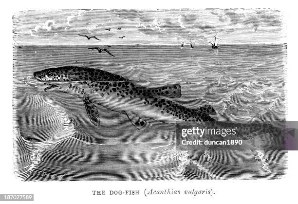 dogfish - shark stock illustrations