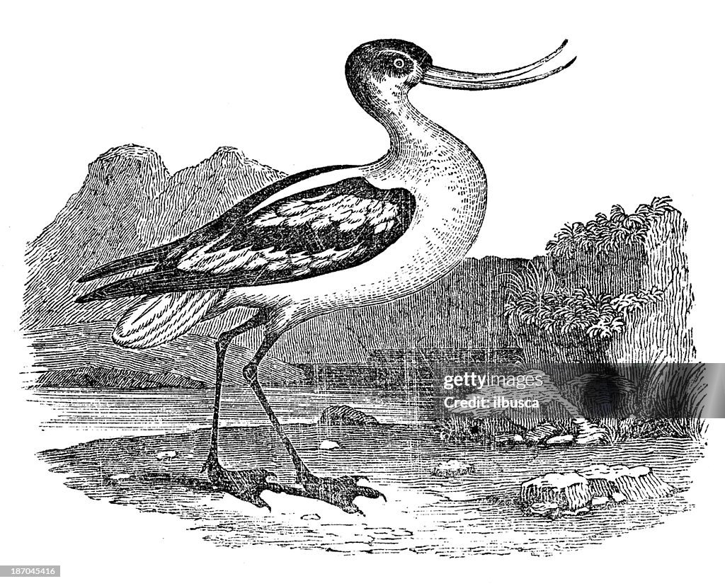 Anticuario ilustración de pie avoceta, Recurvirostra avosetta,