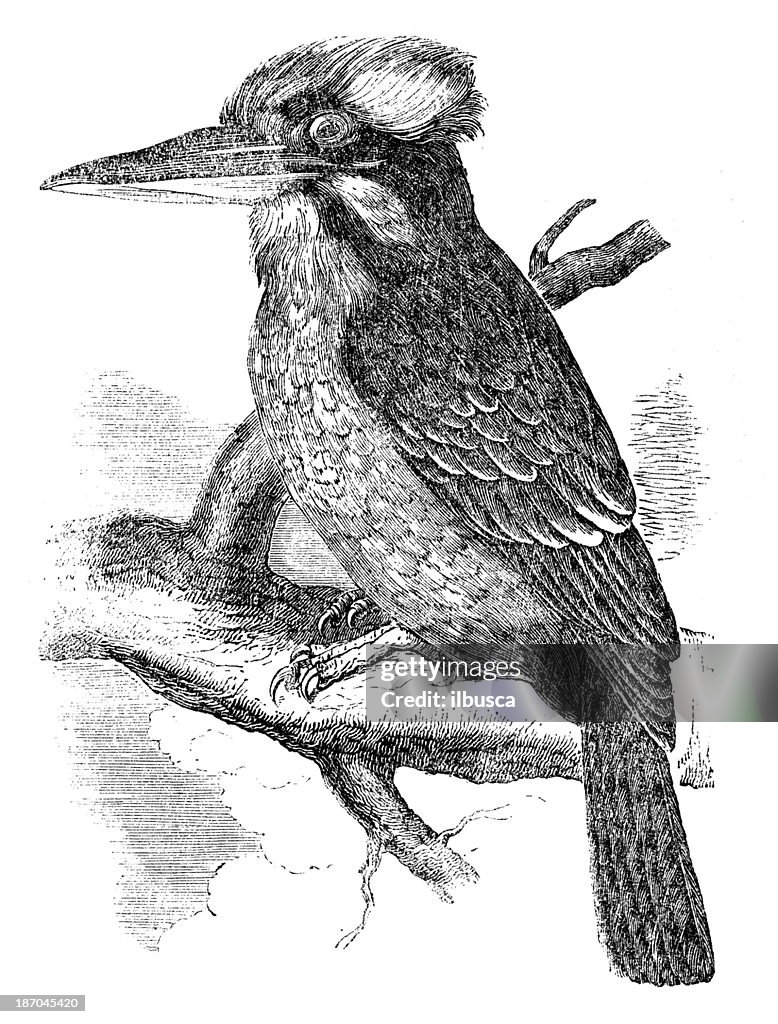 Antique illustration of Laughing Kookaburra (Dacelo novaeguineae)