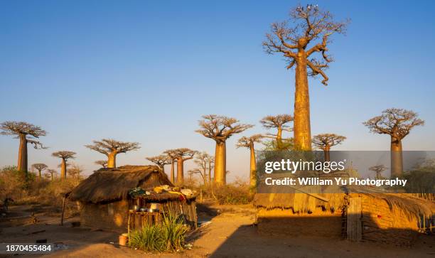 traditional malagasy huts and ancient baobab trees at golden hour - toliara stock-fotos und bilder