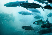 Salmon School Underwater.