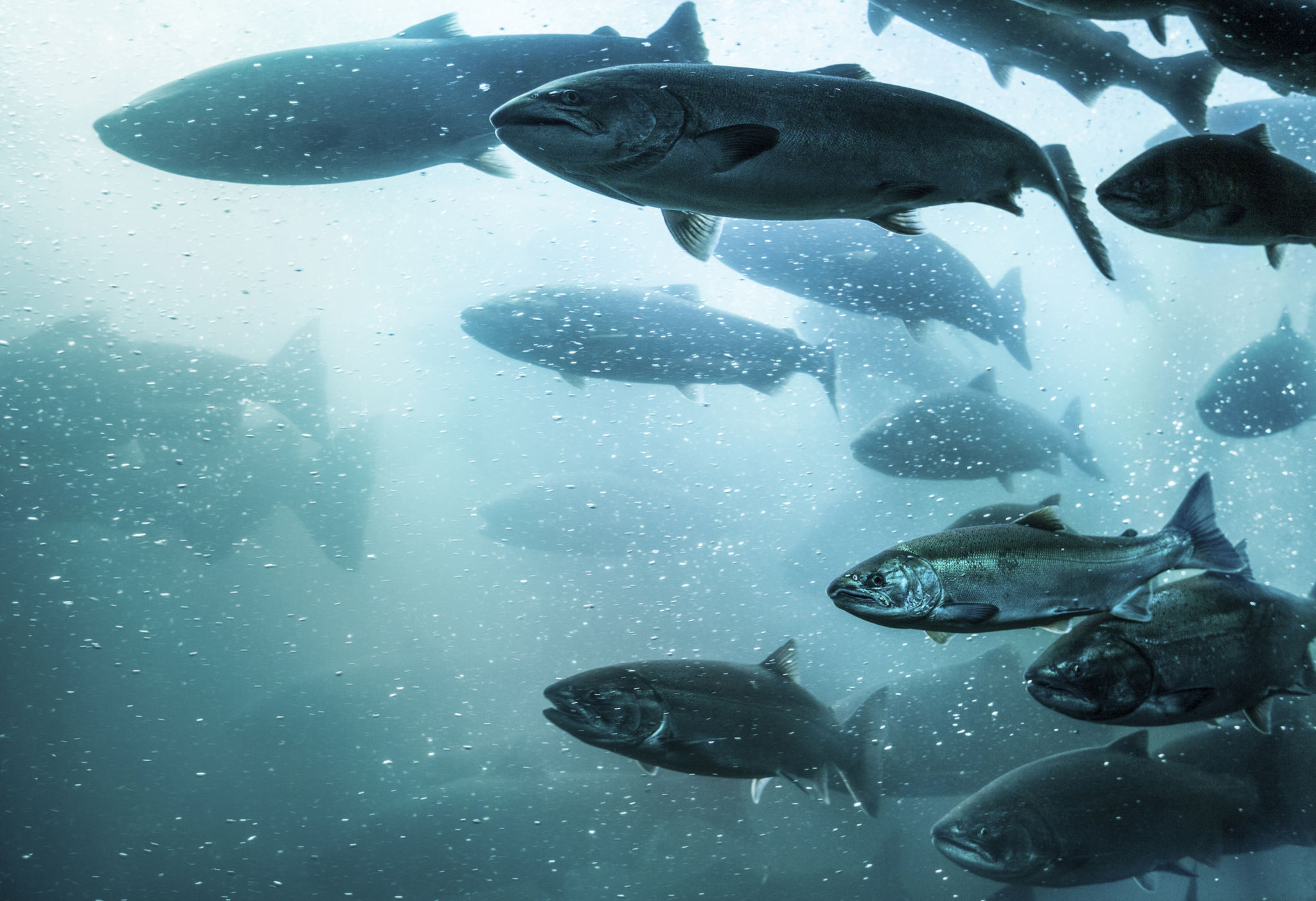 freshwater fish