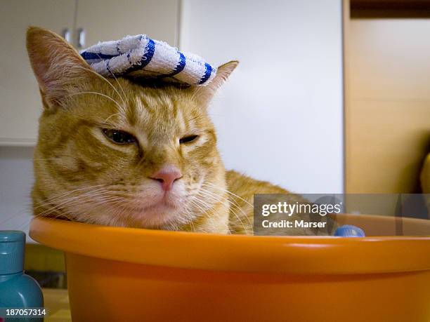 cat acting japanese traditional bathing style - wash bowl stock-fotos und bilder