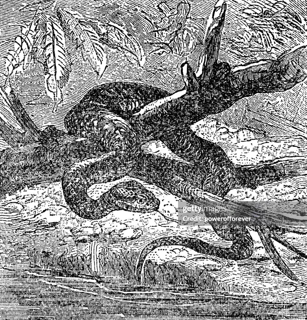 Cottonmouth Water Moccasin Viper Snake (Agkistrodon piscivorus) - 19th Century