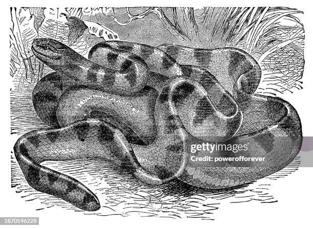 annulated sea snake (hydrophis cyanocinctus) - 19th century - sea snake stock illustrations