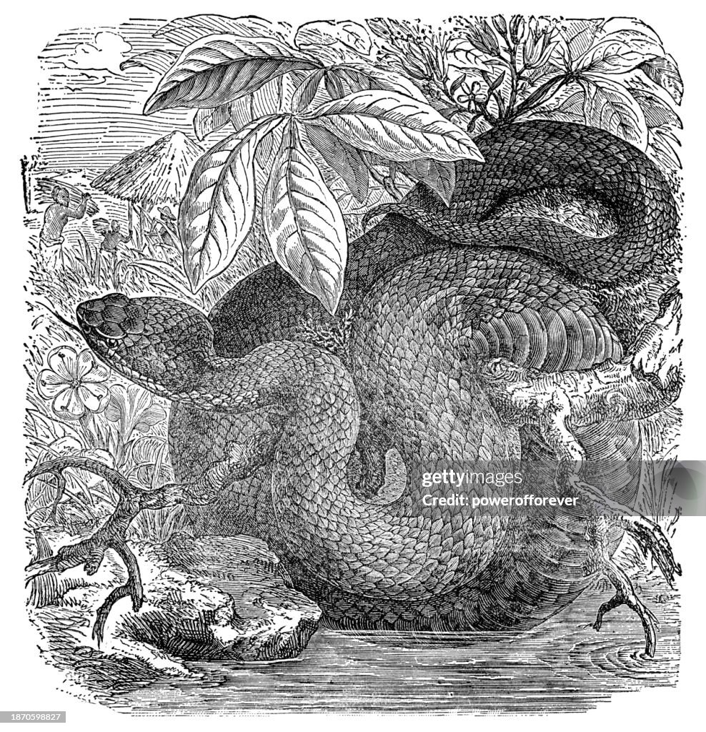 Florida Cottonmouth Viper Snake (Agkistrodon Conanti) - 19th Century