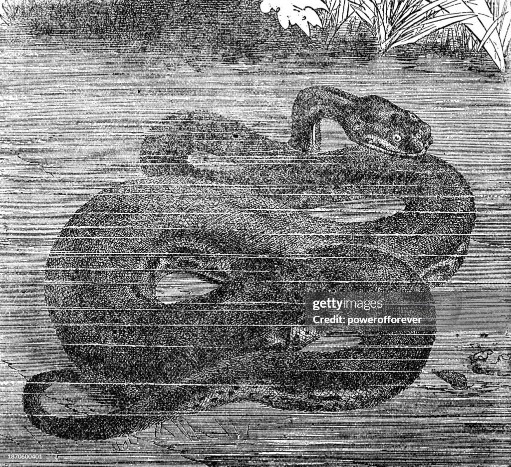 Elephant Trunk Snake (Acrochordus Javanicus) - 19th Century