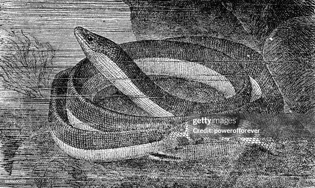 Yellow-Bellied Sea Snake (Hydrophis Platurus) - 19th Century