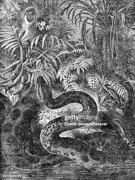 Green Anaconda Snake 19th Century High-Res Vector Graphic - Getty
