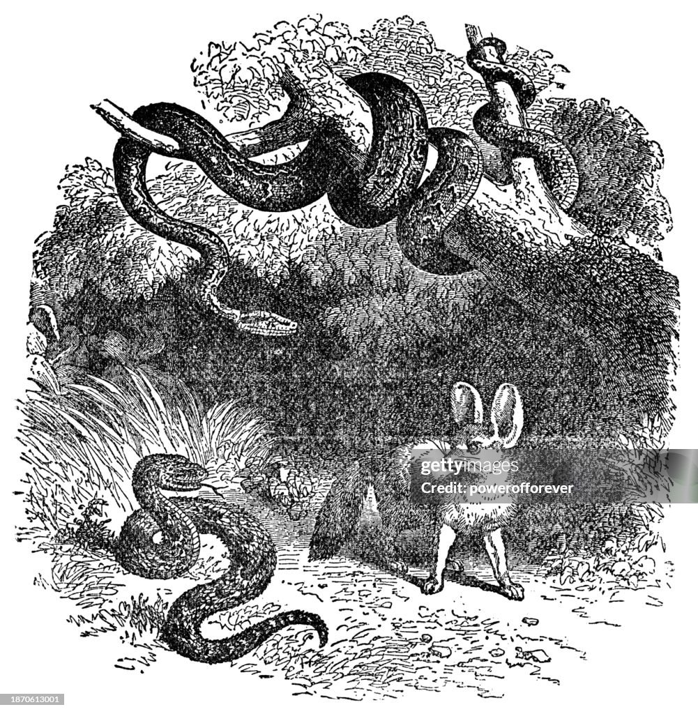 Python Snake, Bitis Snake and Fennec Fox in North Africa - 19th Century