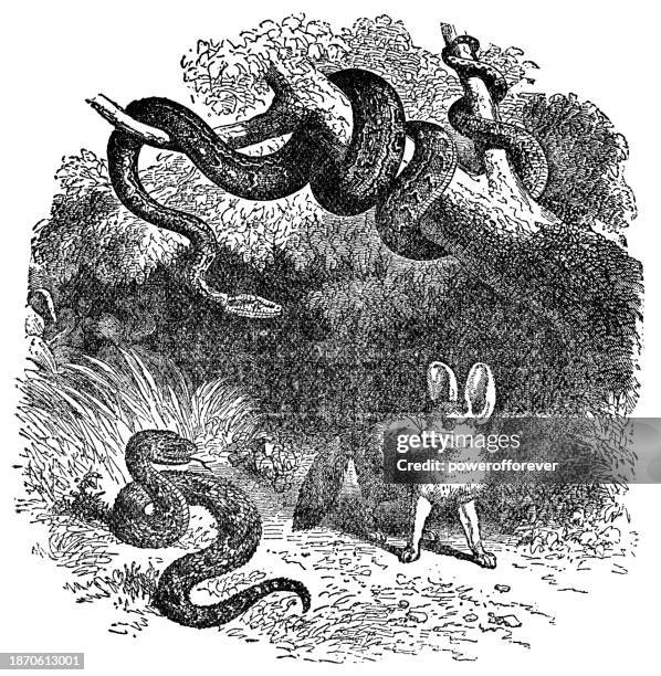 python snake, bitis snake and fennec fox in north africa - 19th century - bitis arietans stock illustrations
