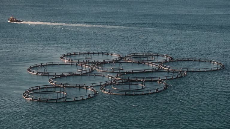 Fish Rearing Nets Aquaculture Sustainability Videos and HD Footage - Getty Images
