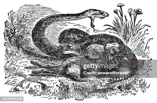 Rabbit Rattlesnake Prairie Rattlesnake Attacking A Rabbit 19th Century High-Res Vector ...