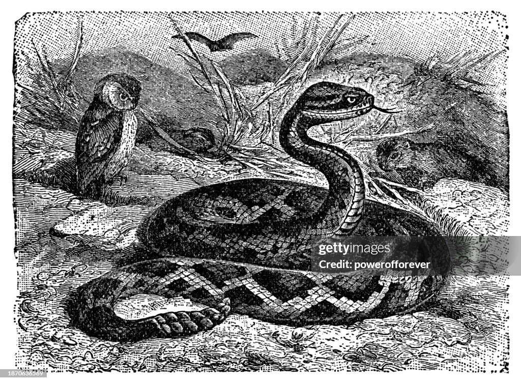 Eastern Diamondback Rattlesnake (Crotalus Adamanteus) - 19th Century