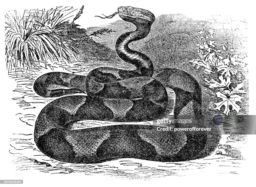 Eastern Copperhead Snake (Agkistrodon Contortrix) - 19th Century