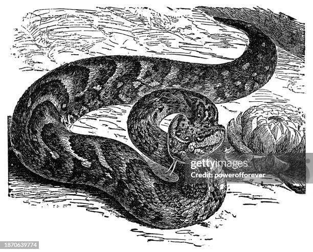 african puff adder snake (bitis arietans arietans) - 19th century - bitis arietans stock illustrations