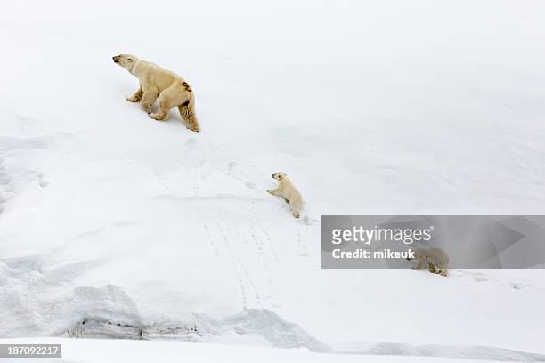 mother polar bear and cubs in svalbard - svalbard islands stock pictures, royalty-free photos & images