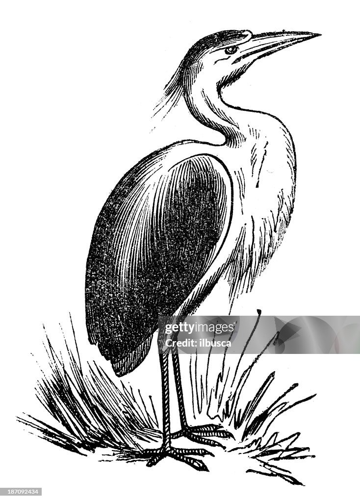 Antique illustration of Grey Heron (Ardea cinerea)