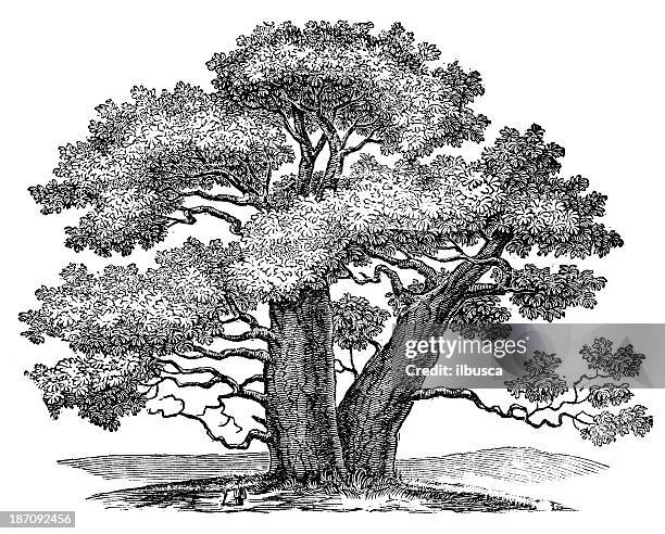 antikes illustration adansonia (baobab) - affenbrotbaum stock-grafiken, -clipart, -cartoons und -symbole