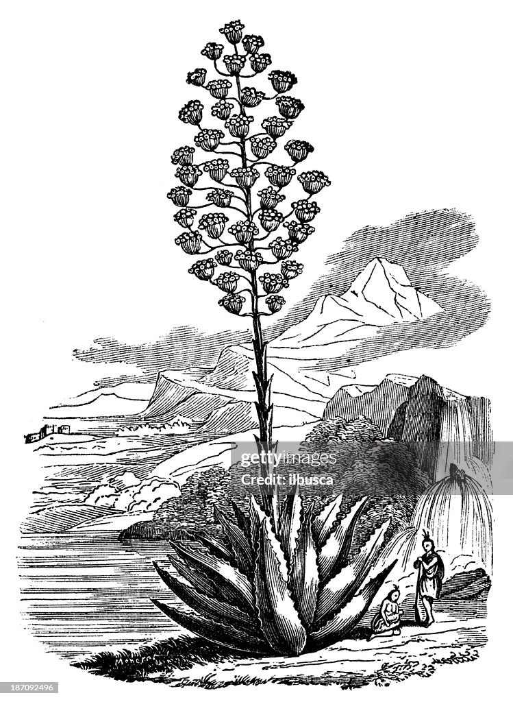 Antique illustration of Agave americana (century plant, maguey)