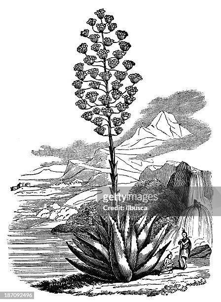 antique illustration of agave americana (century plant, maguey) - americana aloe stock illustrations