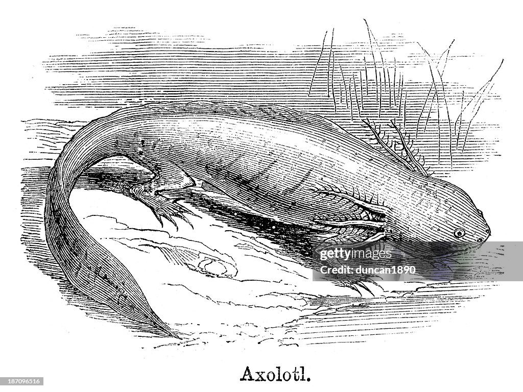 Axolotl