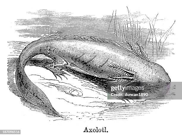 axolotl - axolotl stock illustrations