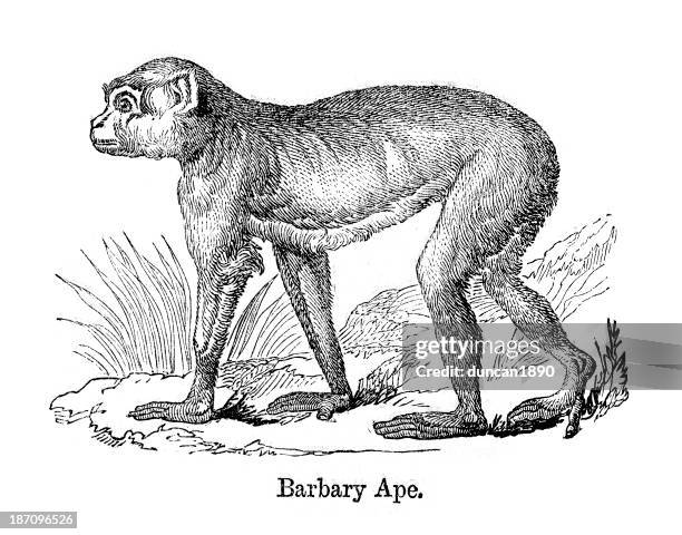 barbary ape - macaque stock illustrations