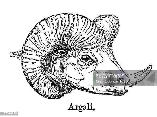 argali, or the mountain sheep - argali stock illustrations