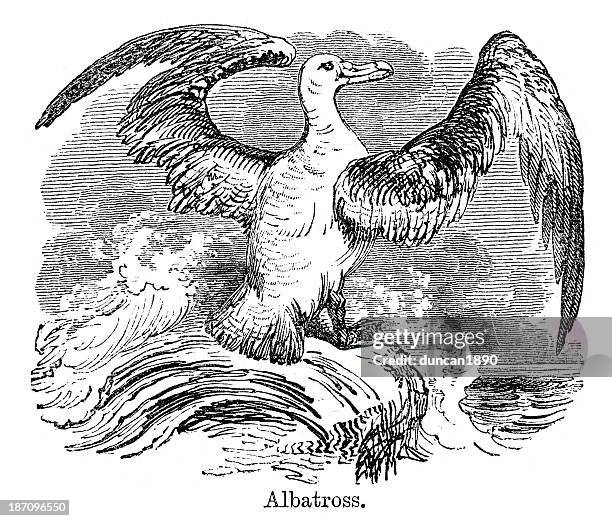 albatross - albatross stock illustrations