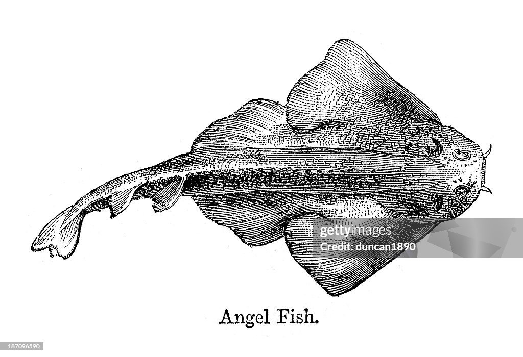 Angel shark